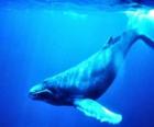 Μπλε φάλαινες, η γαλάζια φάλαινα είναι το μεγαλύτ&amp;